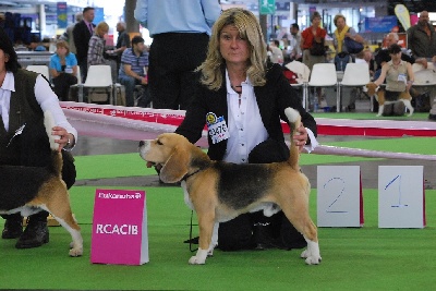 de Maxcecan - championnat du monde 2011 Beagelee all black reserve CACIB-CACS