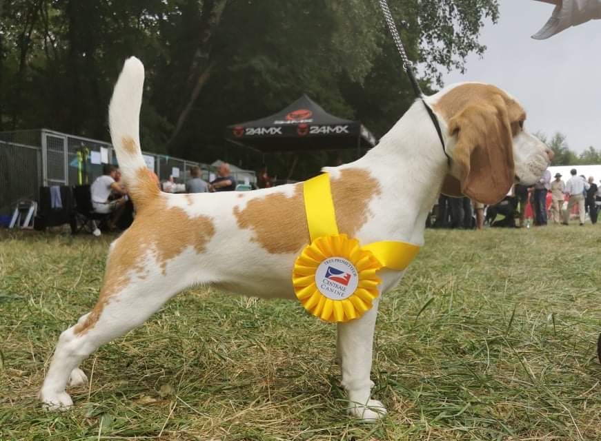 CH. Rockney blonde de Maxcecan