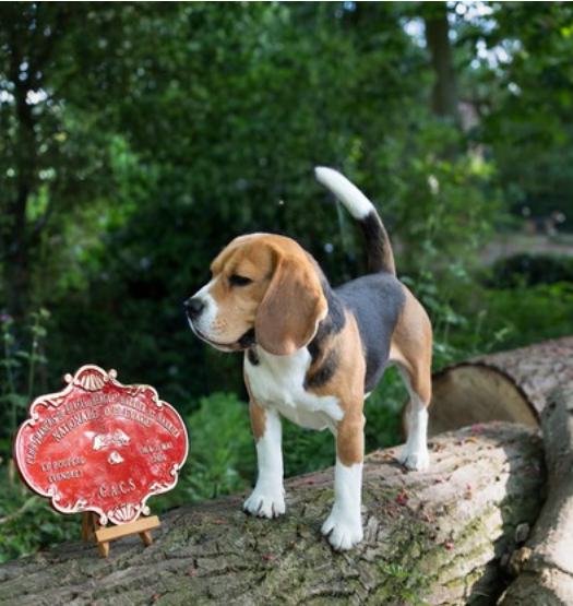 NATIONALE D'ELEVAGE 16 & 17 MAI 2026 (292 beagles engagés)
